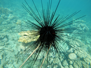 Sea urchin IFAS