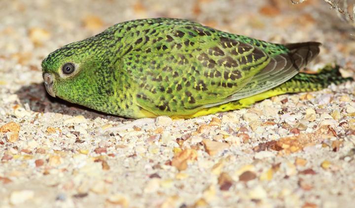 Mysterious Australian Night Parrots