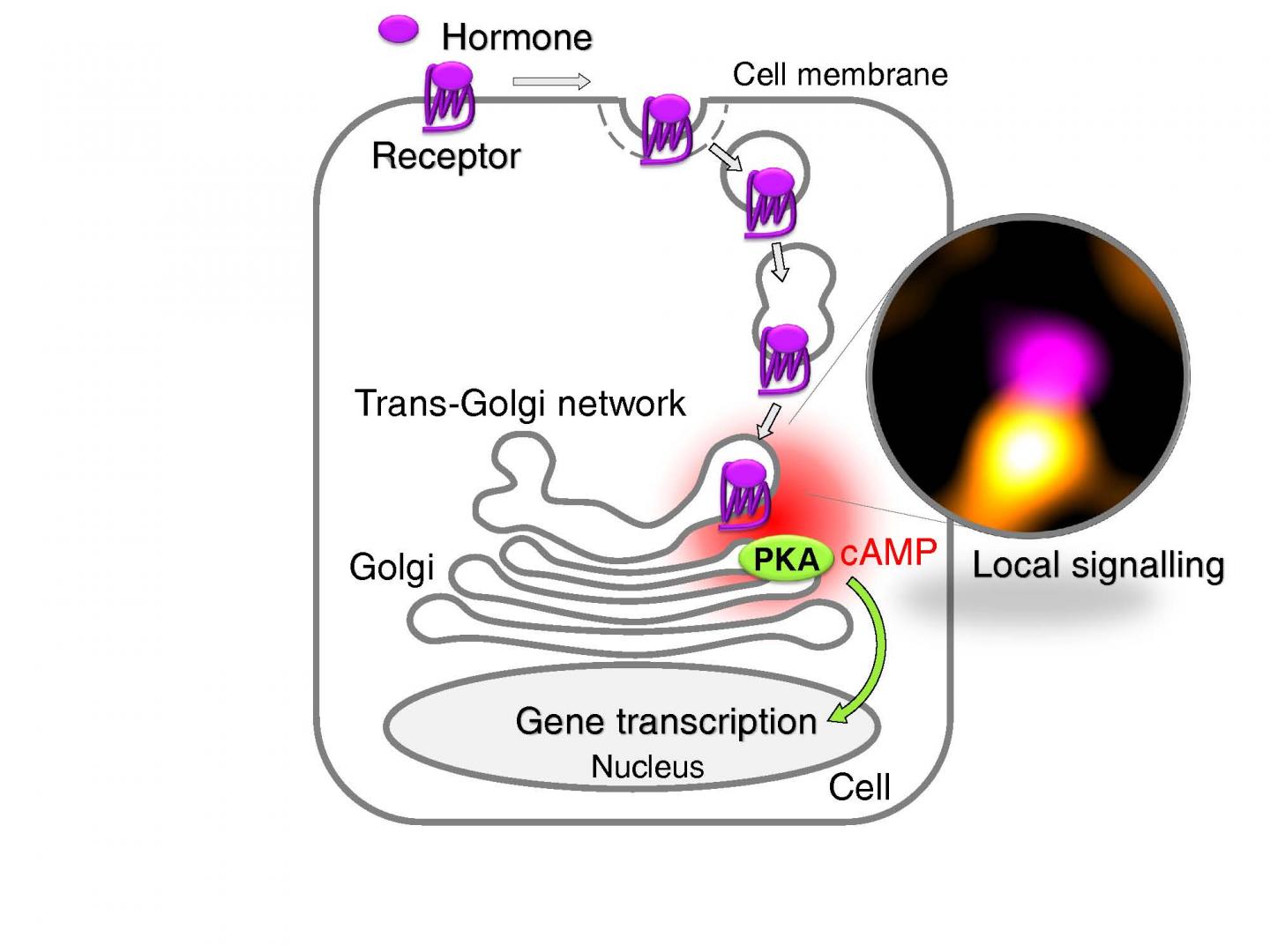 Newly Discovered Mechanism of GPCR Signalling at the Trans-Golgi Network