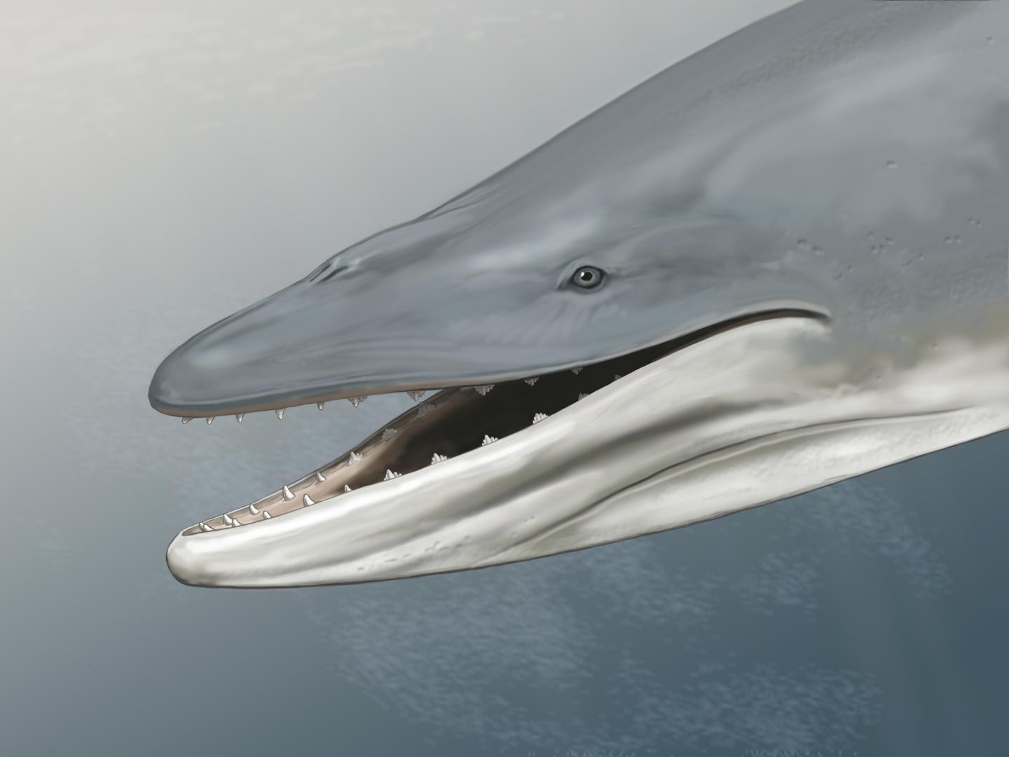 Ancient Whale
