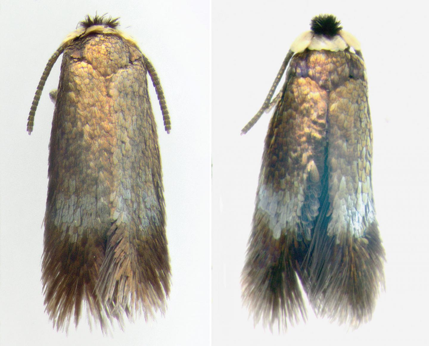 Male Specimens, <i>Stigmella multispicata</i>