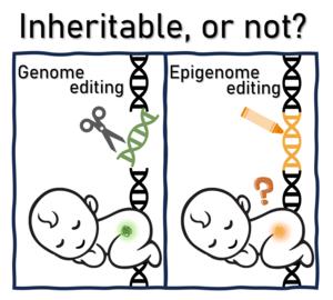 Potential inheritable effects and ethical considerations of epigenome editing