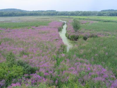 Purple Loosestrife (1 of 2)