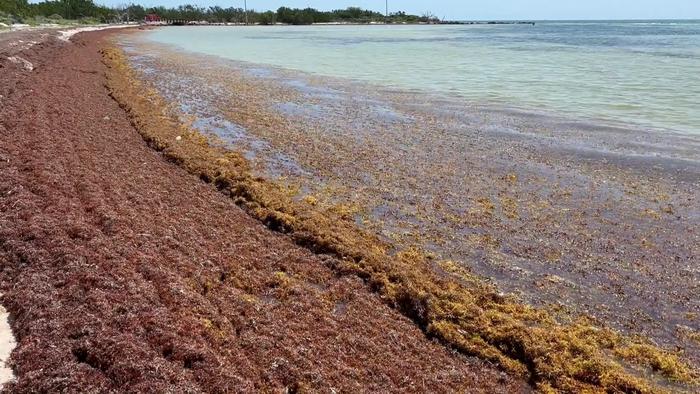 Stinky Seaweed in Florida