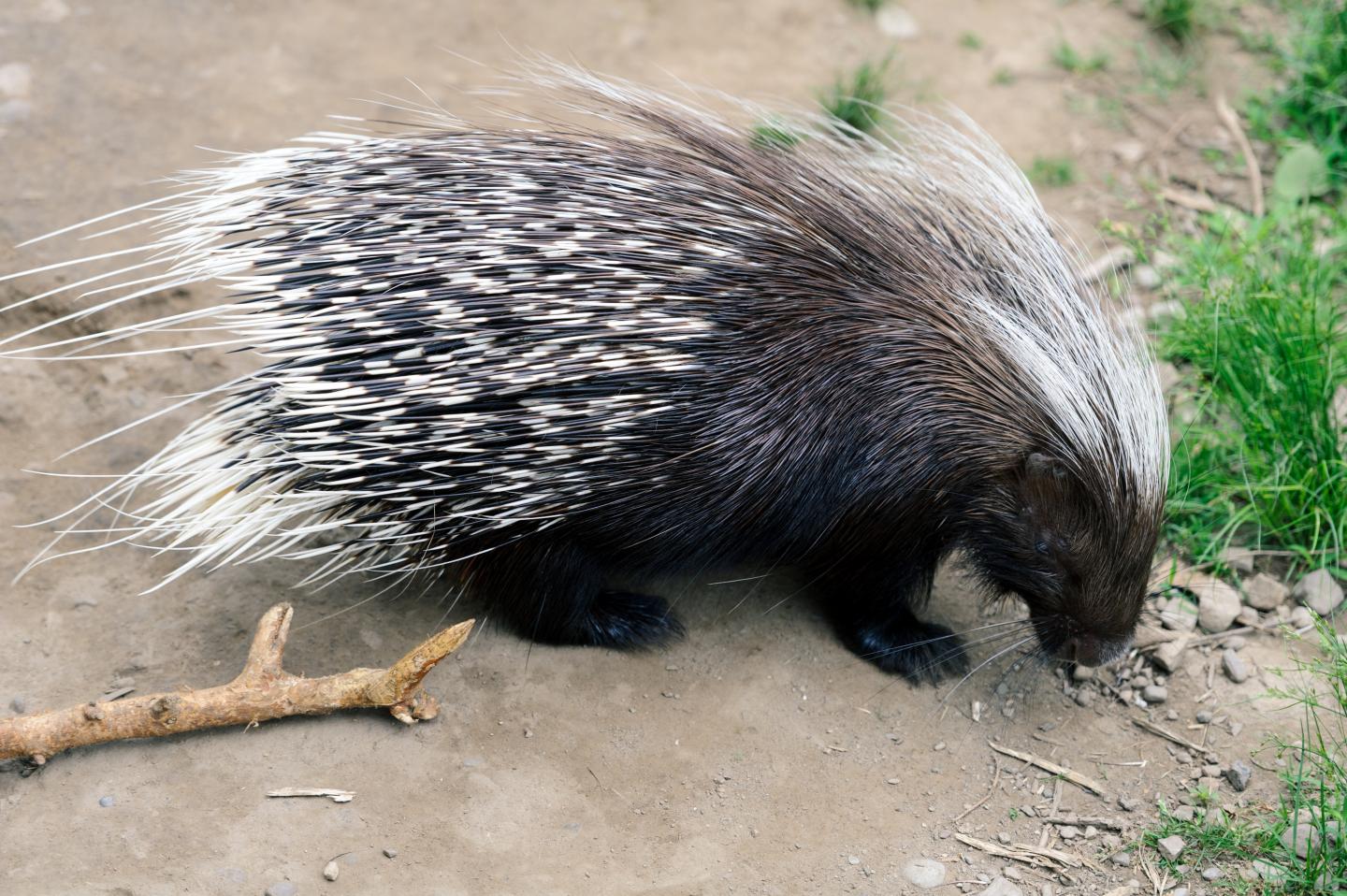 human porcupine