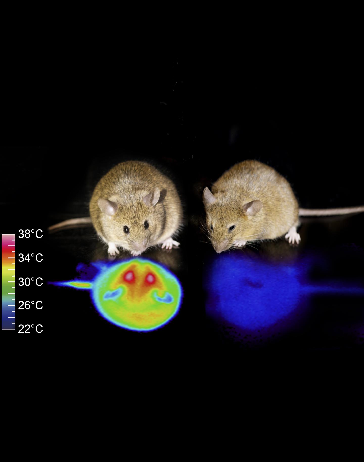 Hibernation in Mice: Are Humans Next?