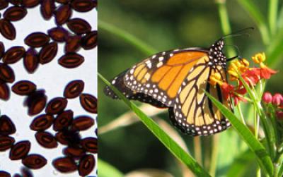 Collage Showing a Monarch Butterfly and the Parasite It Can Carry