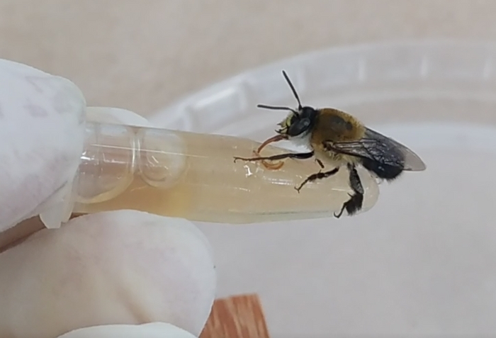 Imidacloprid: lethal threat to native bees