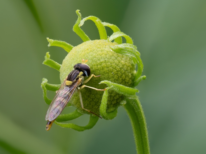 Cockade flower with hoverfly