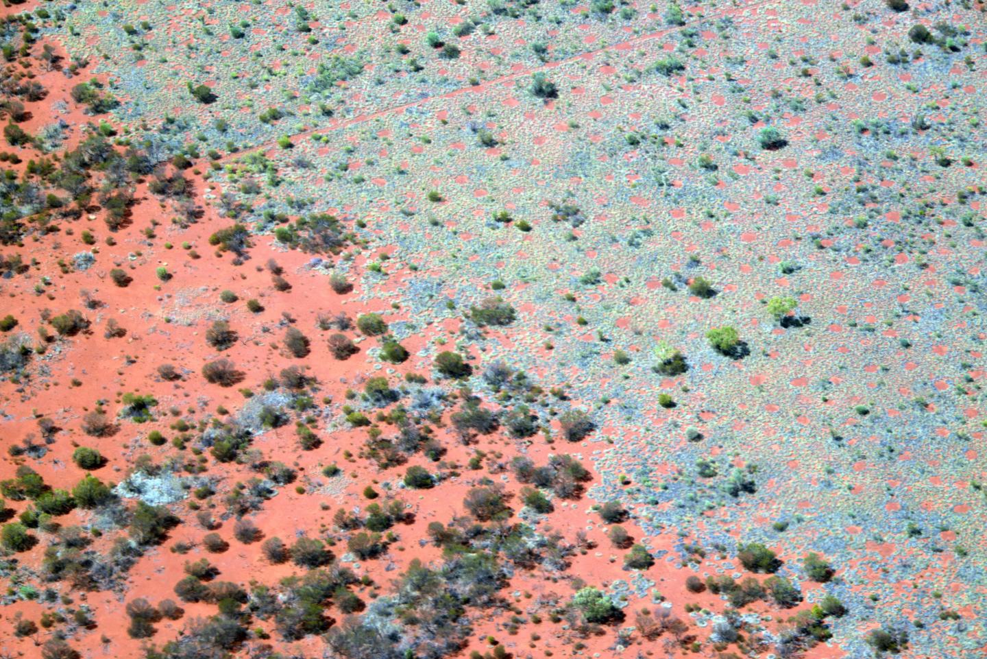 Fairy Circles in Australia