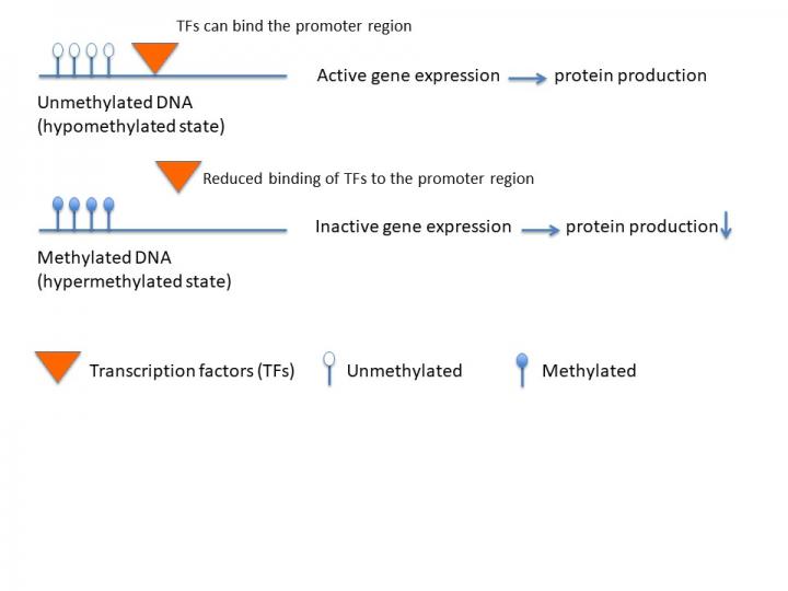 Effects of DNA Methylation on Gene Expression