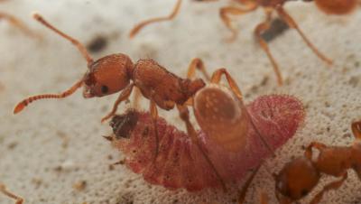 Parasitic Butterfly Larvae and Ant