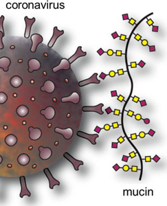 Mucus could explain why SARS-CoV-2 doesn’t spread easily from surfaces