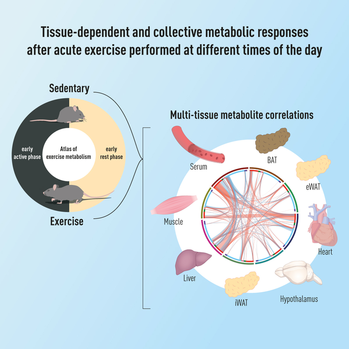 Atlas of exercise metabolism