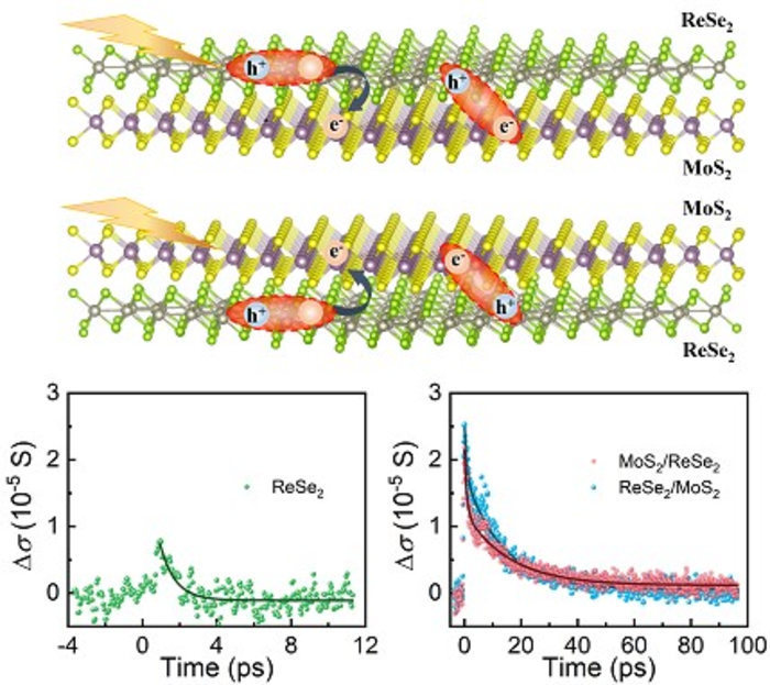 Researchers Identified the Ultrafast Dynamics in Monolayer MoS2/ReSe2 Heterostructures