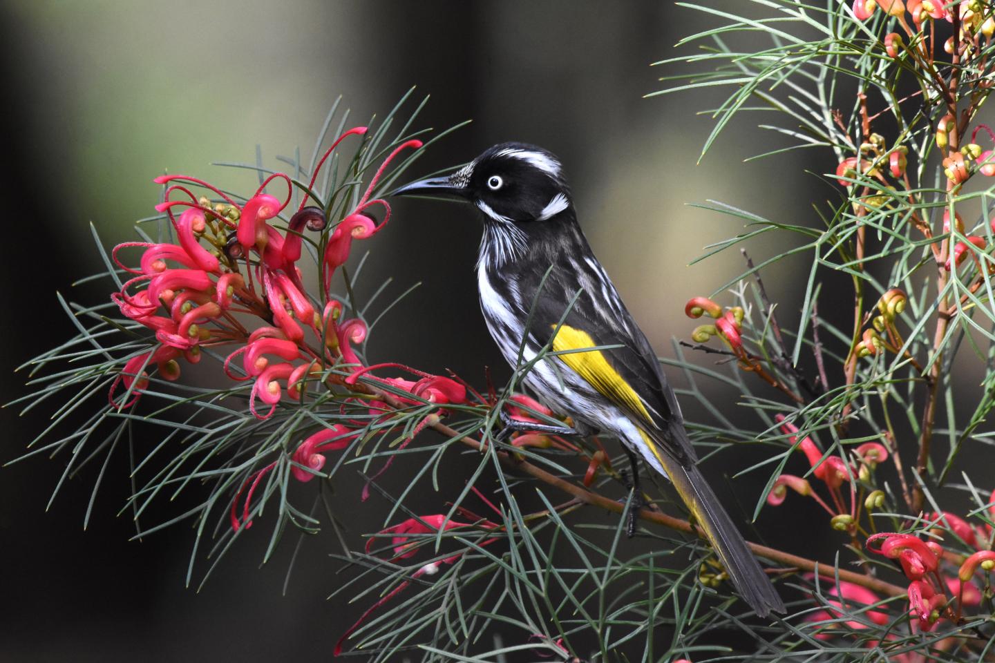 New Holland Honeyeater1