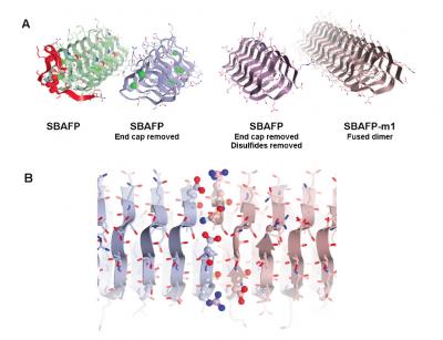 Creating a Self-Assembling Protein