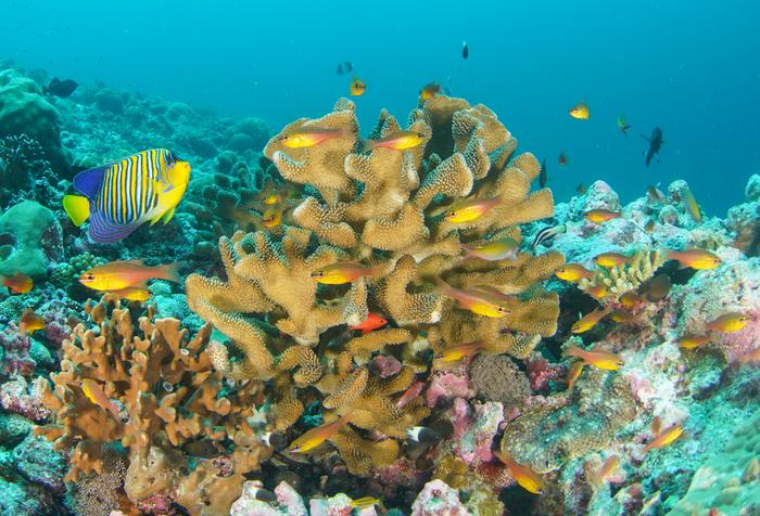 A Coral Superhighway in the Indian Ocean