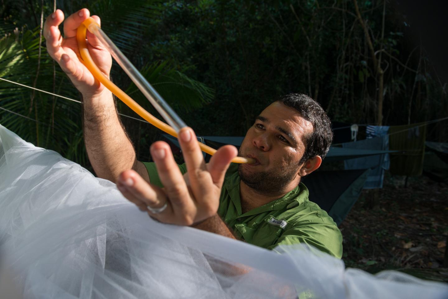 Collecting Mosquitoes in Coiba National Park