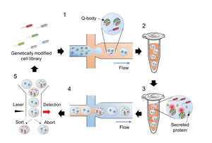 Figure 1. Overview of the screening approach