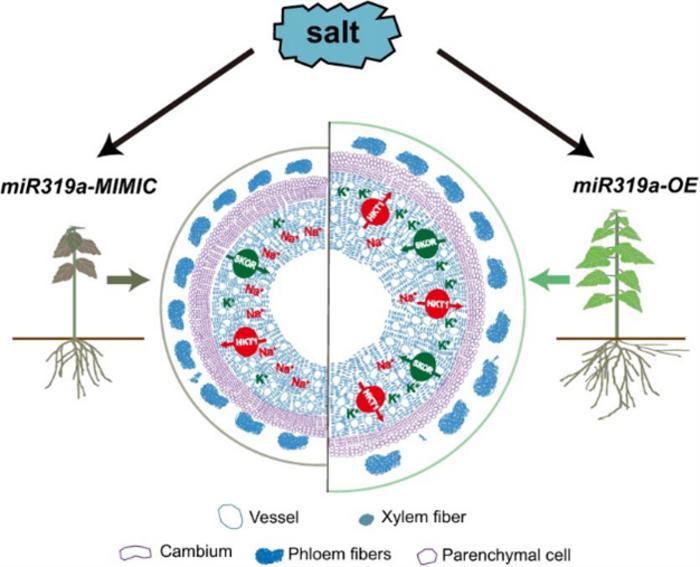 A proposed model of the miR319a-mediated enhancement salt tolerance in poplar.