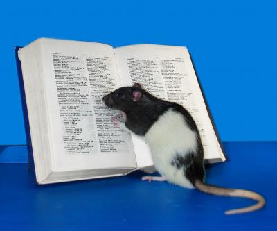 Smart Rat