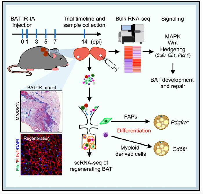 IMAGE: SCHEMA DIAGRAM OF THE CELLULAR AND TRANSCRIPTIONAL DYNAMICS DURING BROWN ADIPOSE TISSUE REGENERATION.