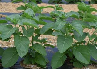 Sleep-Inducing Herb: The Key Component Identified