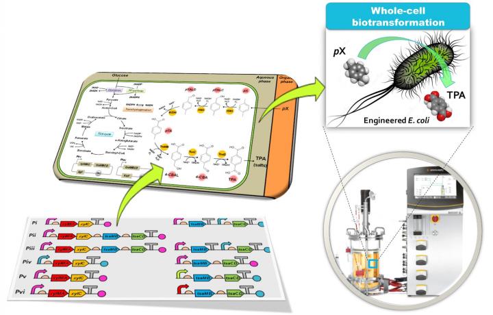 Figure: Biotransformation of pX into TPA by Engineered <em>E. coli</em>