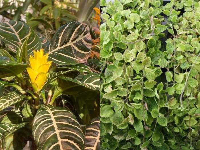 Aphelandra squarrosa and Lamium galeobdolon