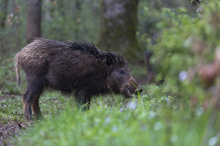Acorn production cycles influence wild boar populations