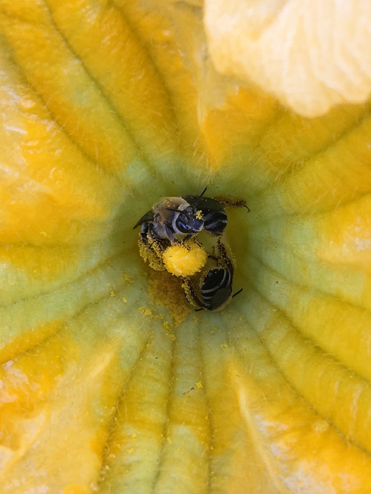 Squash bee 2 [IMAGE] EurekAlert! Science News Releases