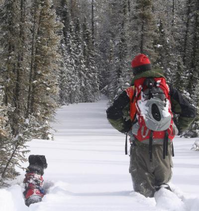 Scat-Detecting Dog at Work in Alberta