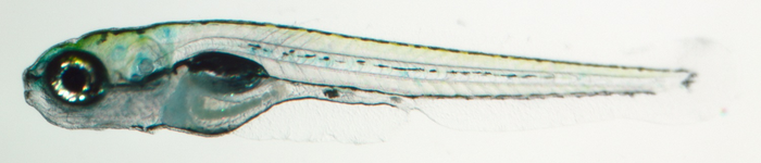 Larval zebrafish, normal light