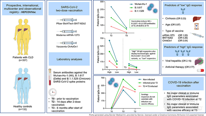 Liver cirrhosis is associated with a lower immune response to COVID-19 vaccines but not with reduced vaccine efficacy