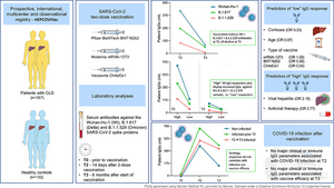 Liver cirrhosis is associated with a lower immune response to COVID-19 vaccines but not with reduced vaccine efficacy