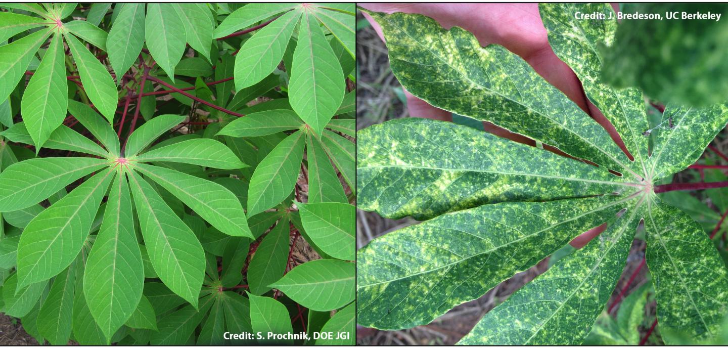 Healthy and Diseased Cassava Plants