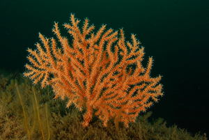 Pink sea fan