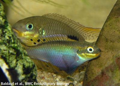 Cichlids