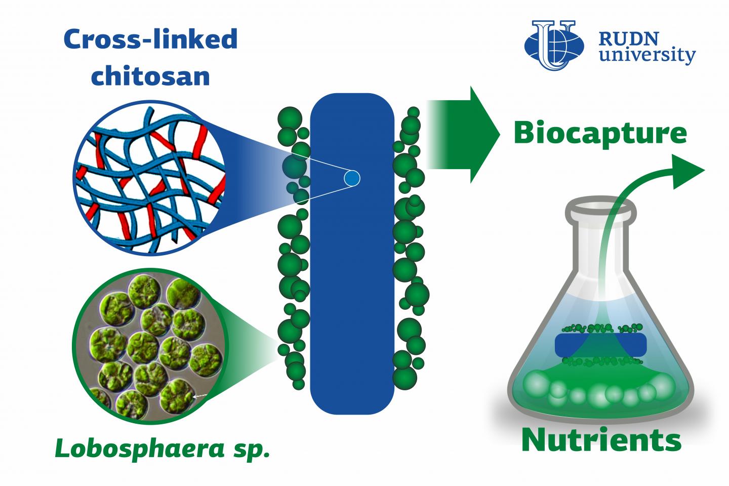 Biotechnologists Developed an Effective Technology for Nutrient Biocapture from Wastewater