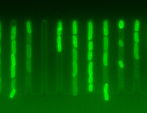 Individual E.coli cells display dramatically different accumulation of antibiotics