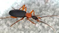 Arthropods of Our Homes: Ground Beetles