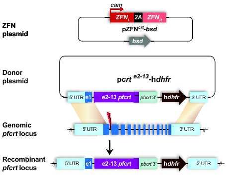 Drug Resistance Mutations Also Enhance Growth in Malaria Parasite