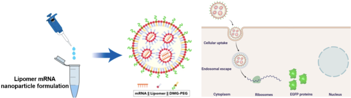 The lipomer is combined with mRNA and DMG-PEG to form mRNA-carrying nanoparticles (NPs)