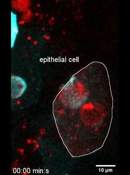 Timelapse imaging of epithelial phagocytosis