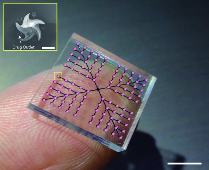 Snake Fang-Like Patch Quickly Delivers Liquid Medicines in Rodents (2 of 5)