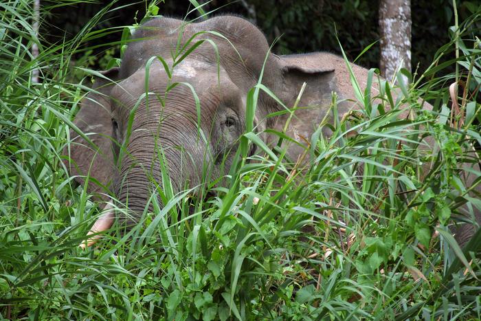 Borneo Pygmy Elephant