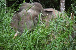 Borneo Pygmy Elephant