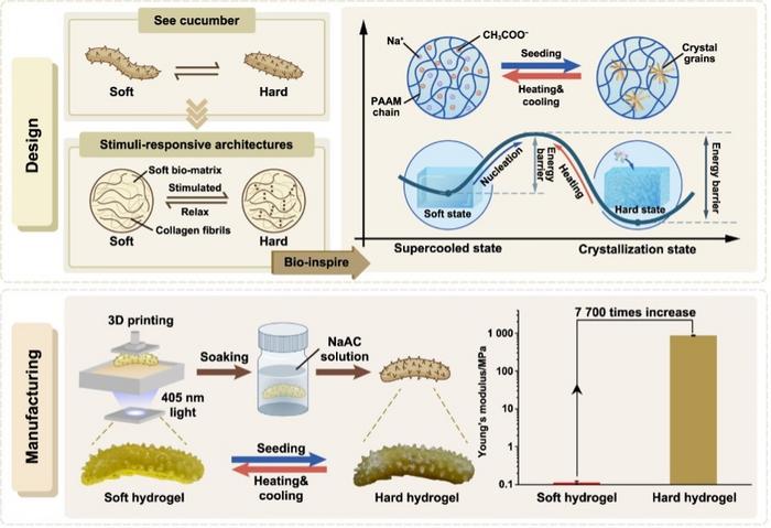 The sea cucumber-inspired design and manufacturing of hard/soft switchable hydrogels