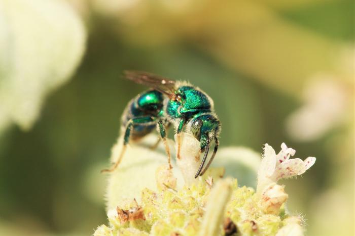 Flower Power: providing blooms all season long may be the key to attracting pollinators, no matter what landscape your garden is near